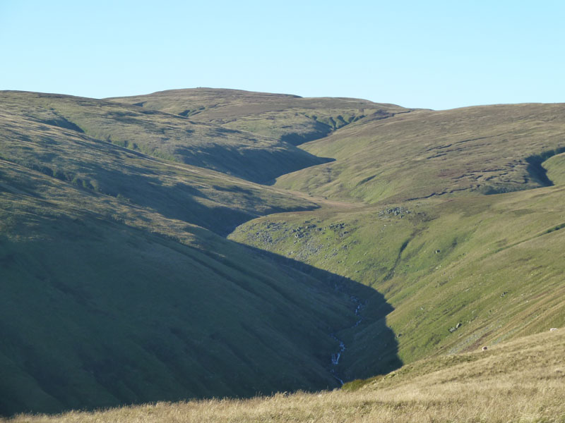 Longgrain Beck