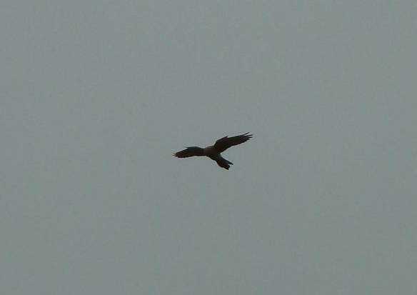 Kestrel
