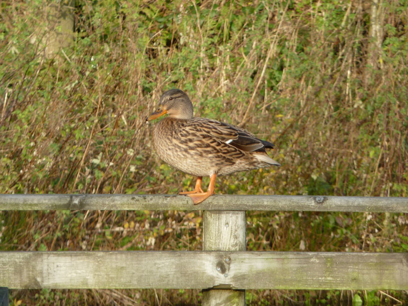 Duck
