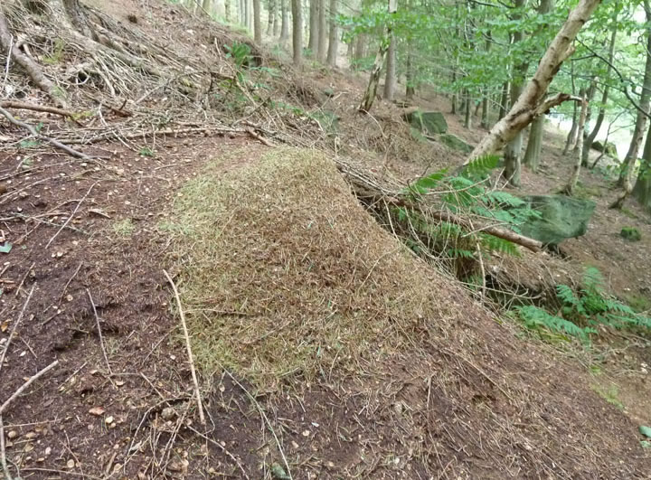 Anthill