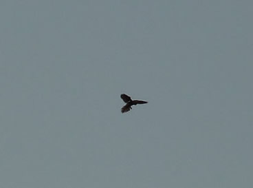 Kestrel